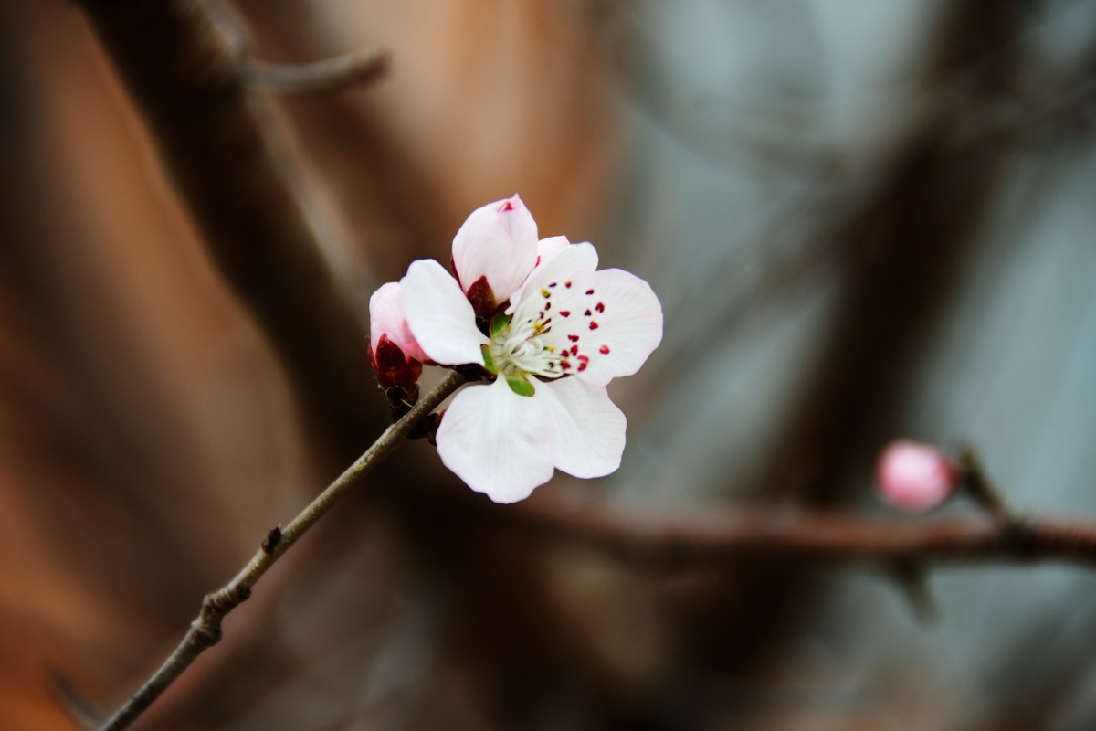 滨城桃花朵朵开