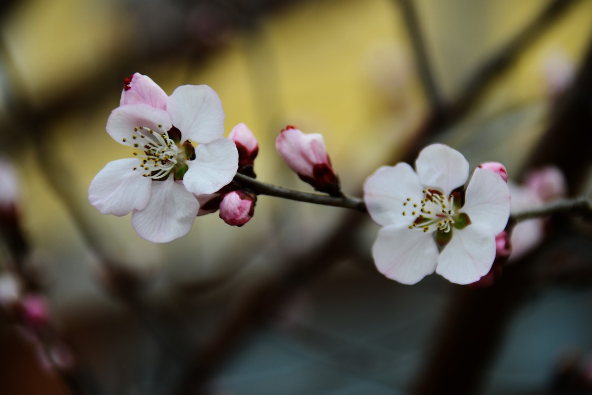 滨城桃花朵朵开