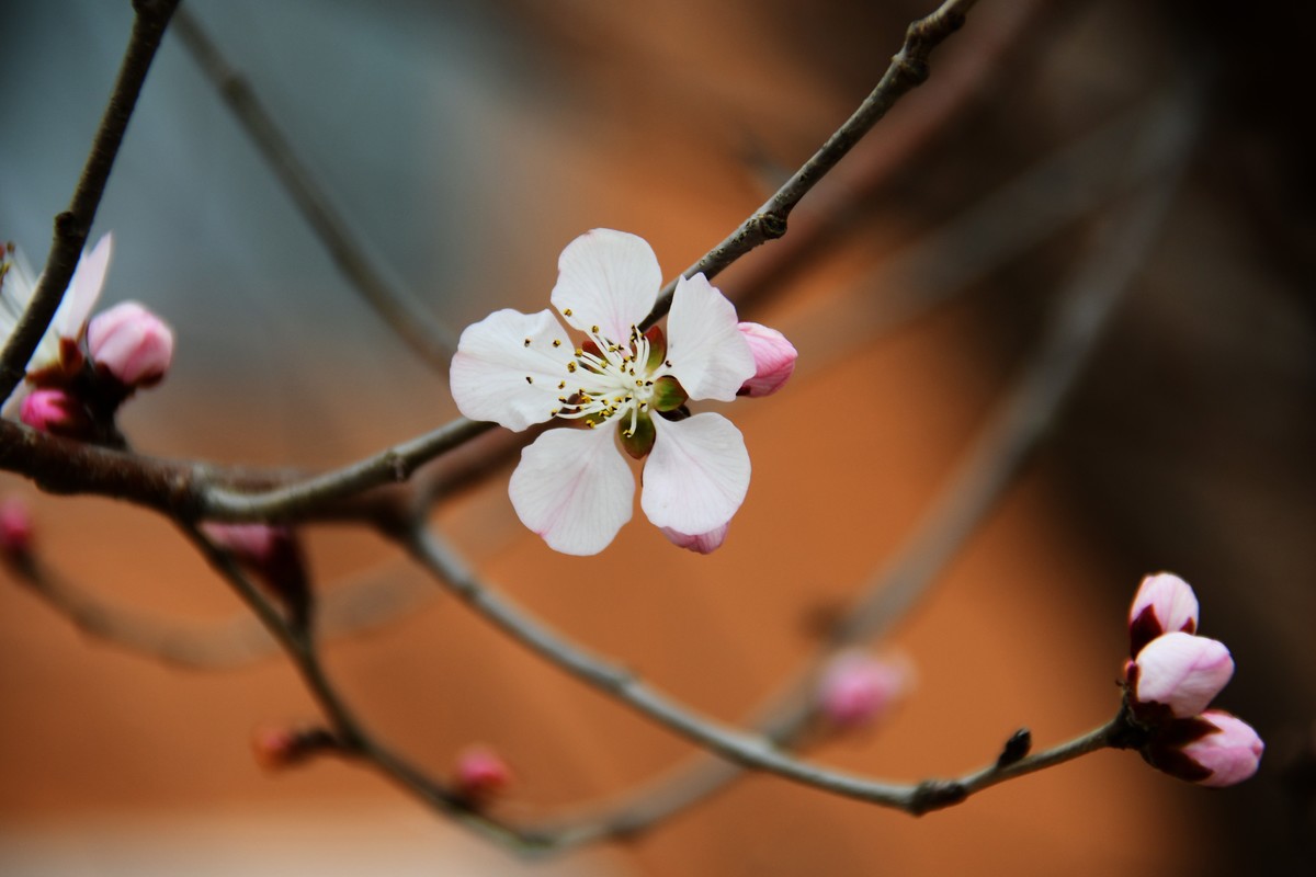 滨城桃花朵朵开