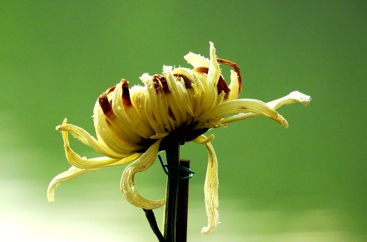 再拍菊花