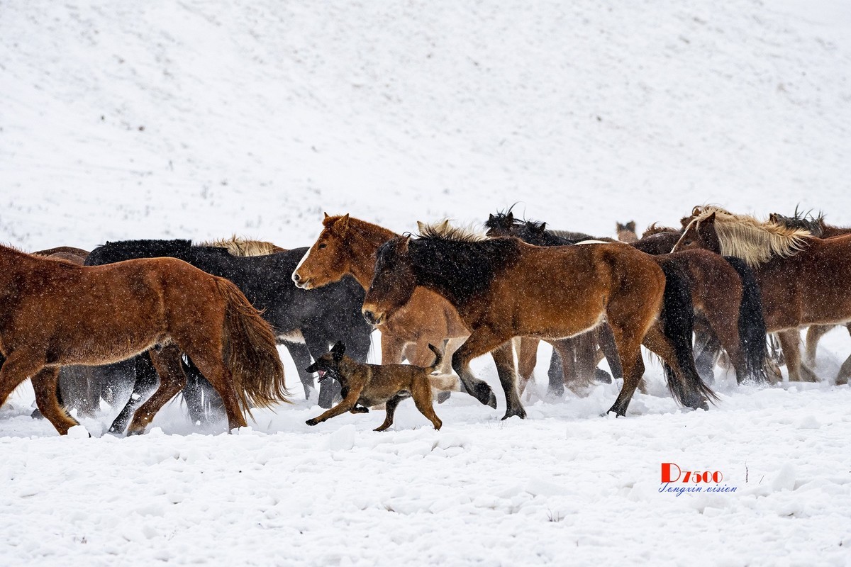策马奔腾（25）