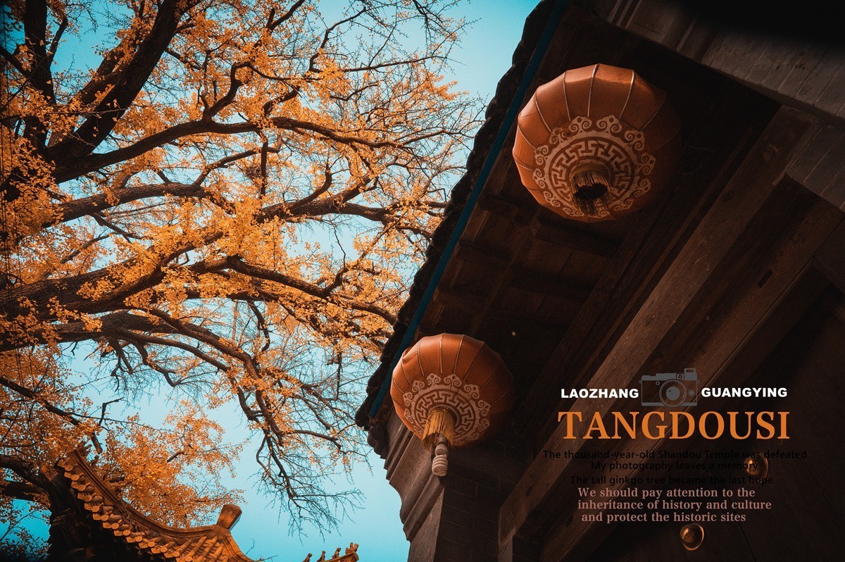【老张光影】银杏飘零淌豆寺