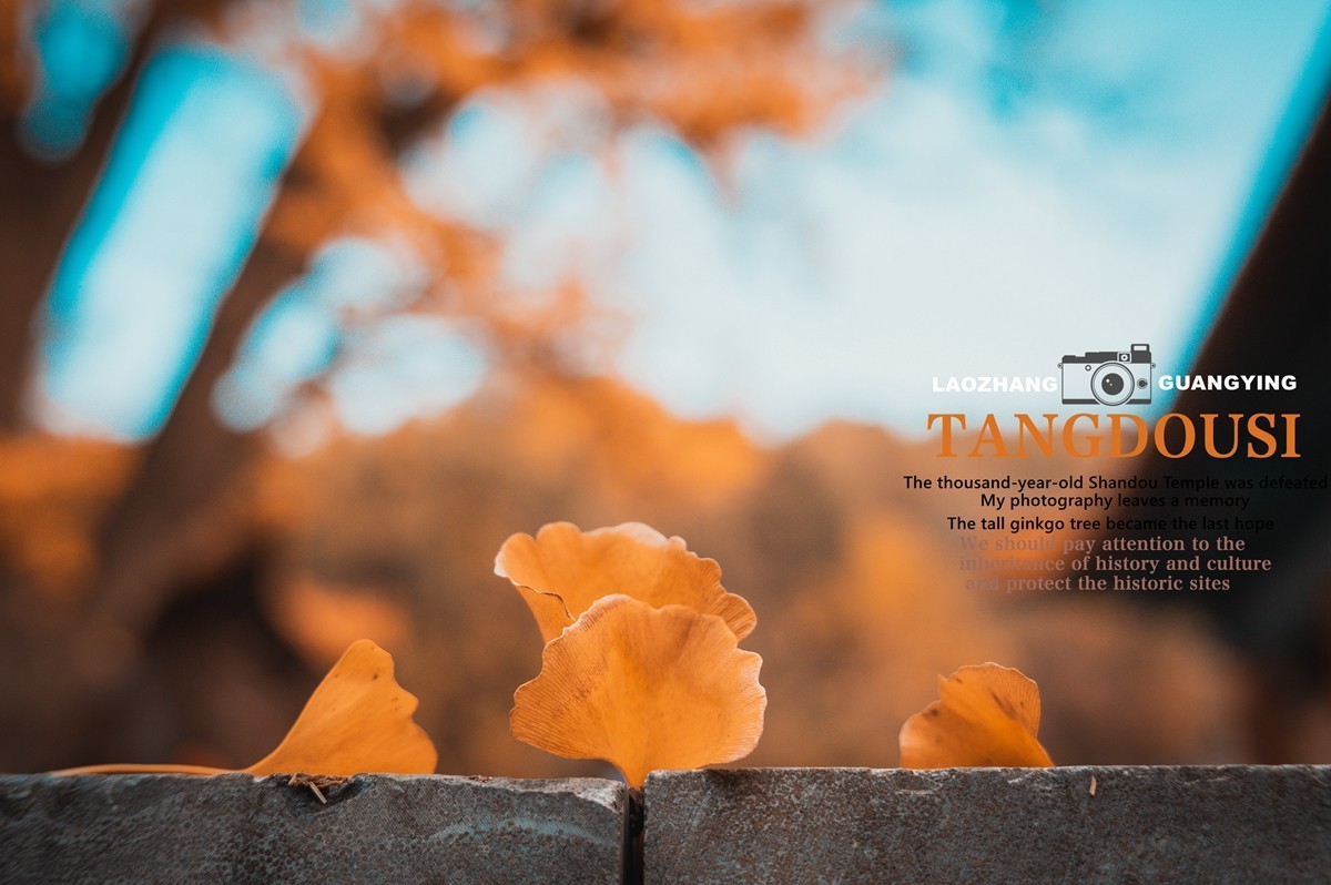 【老张光影】银杏飘零淌豆寺