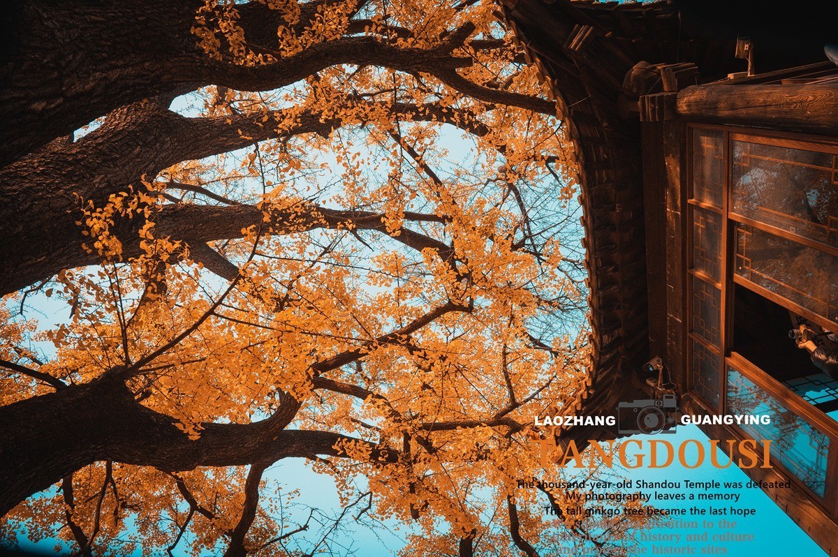 【老张光影】银杏飘零淌豆寺