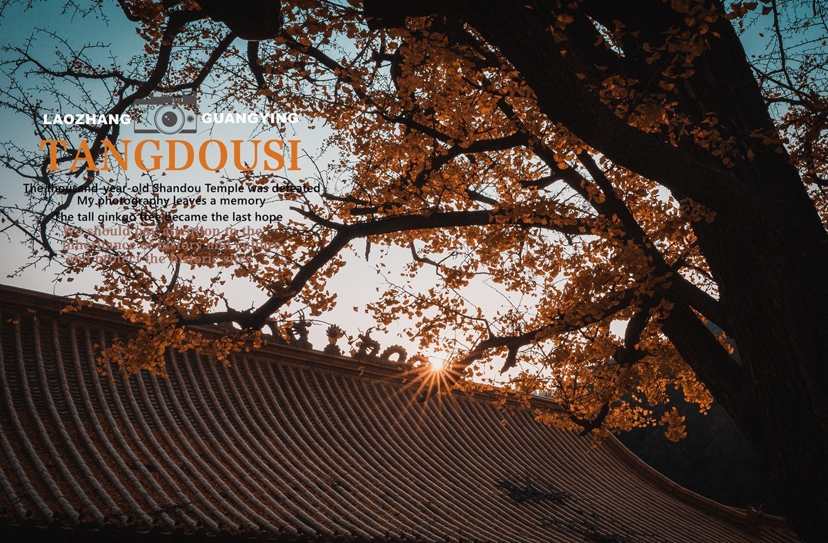 【老张光影】银杏飘零淌豆寺