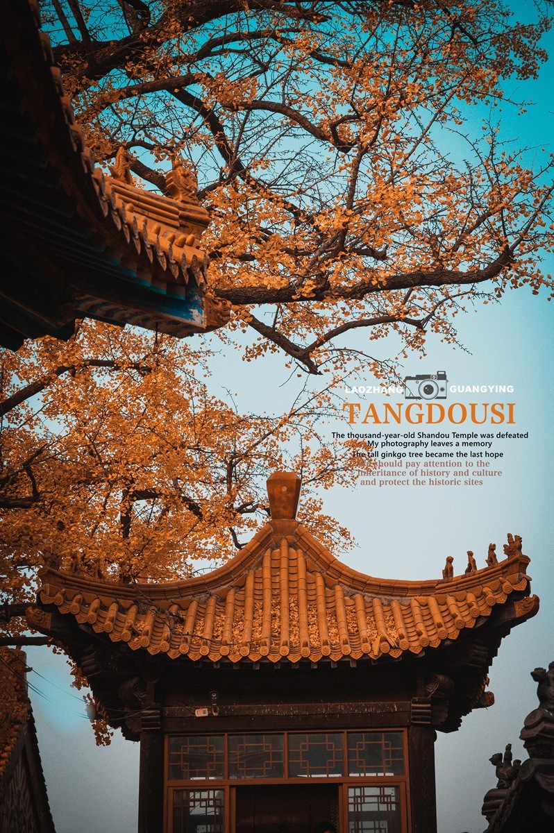 【老张光影】银杏飘零淌豆寺