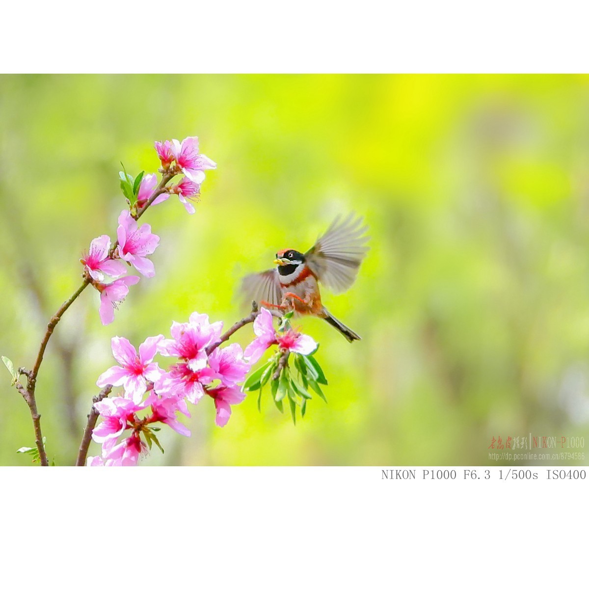 长焦机的高感，细节