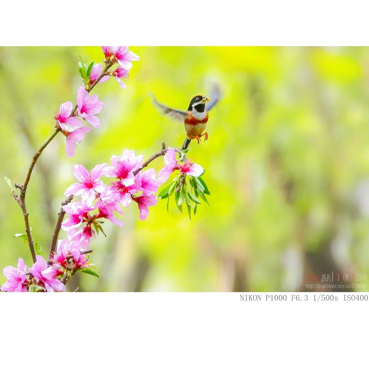长焦机的高感，细节