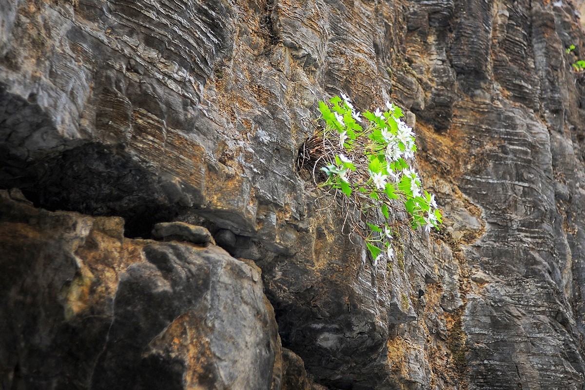 山间崖石上生长的花草
