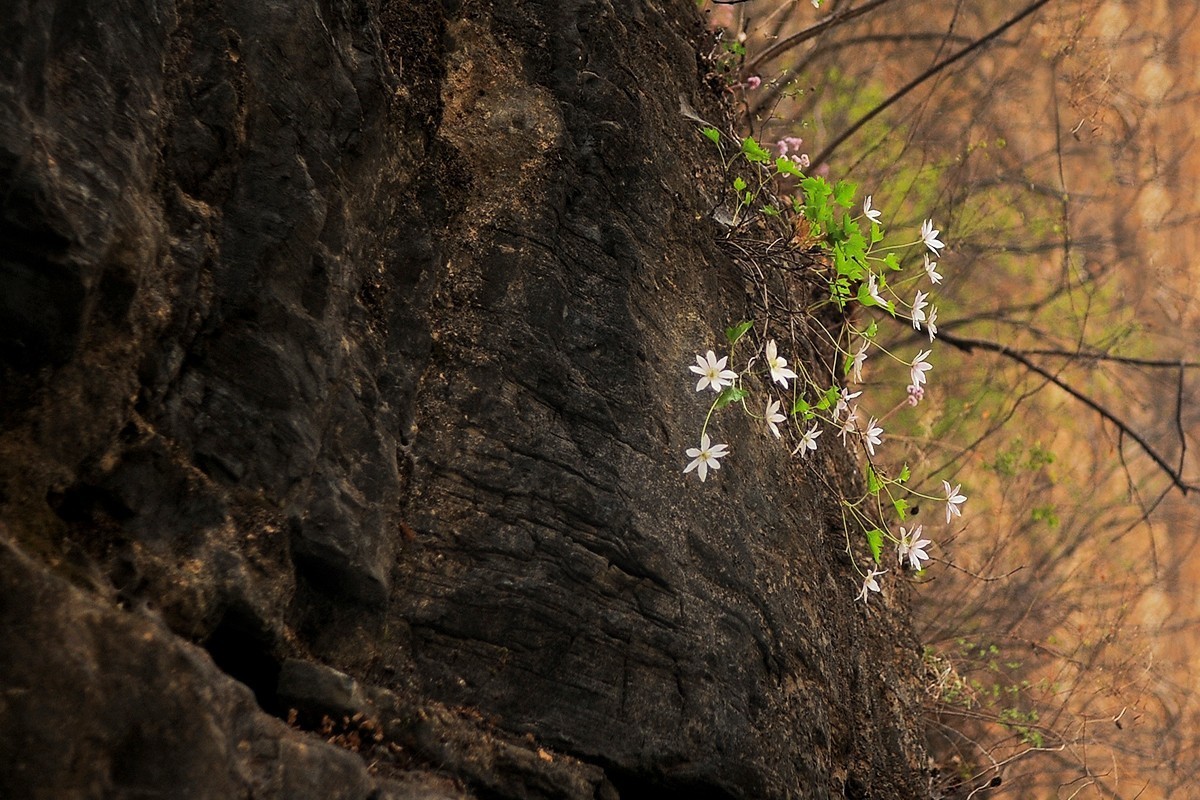 山间崖石上生长的花草