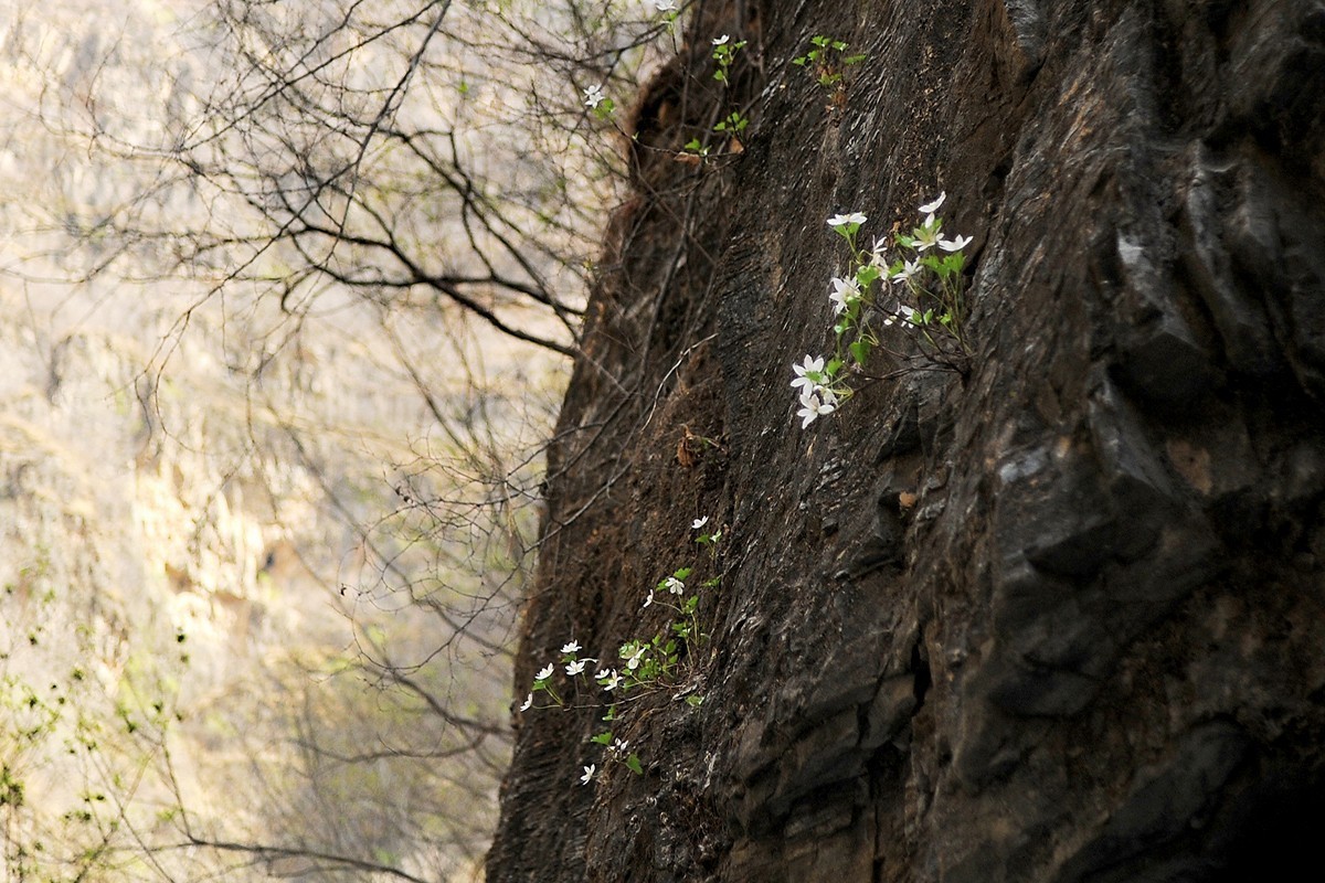 山间崖石上生长的花草