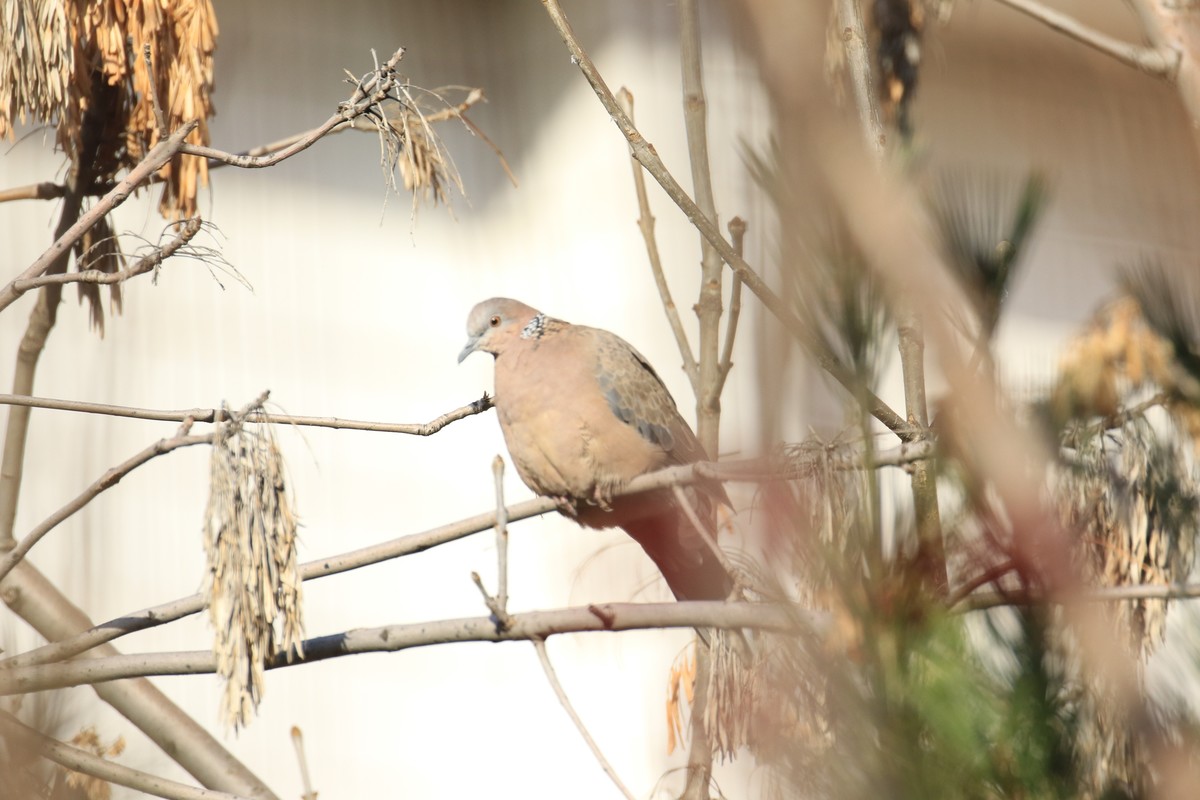 地上和树上的鸟