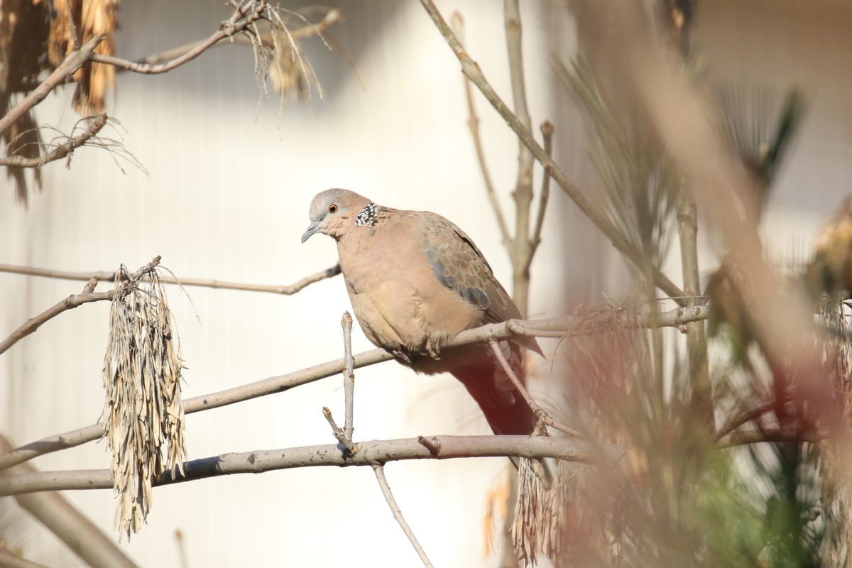 地上和树上的鸟