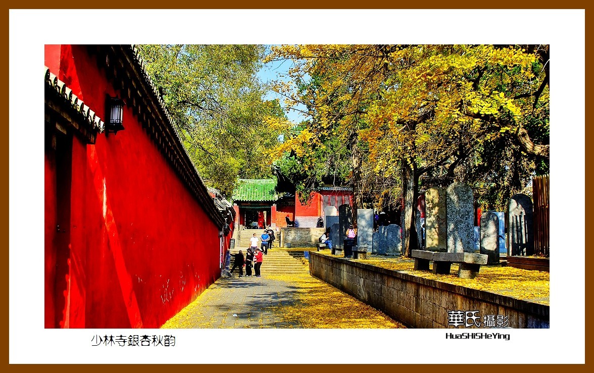 2020西西南北行（游走河南099）——少林寺银杏秋韵（郑州市登封）