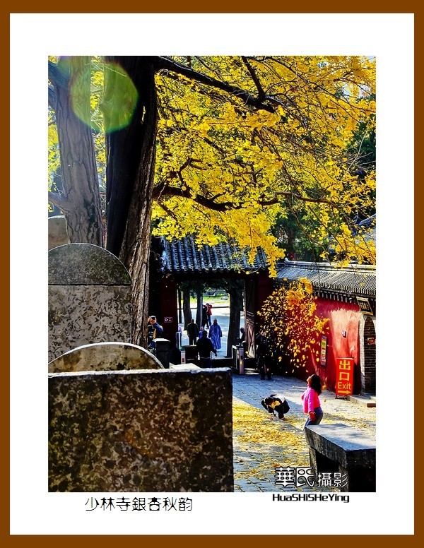 2020西西南北行（游走河南099）——少林寺银杏秋韵（郑州市登封）