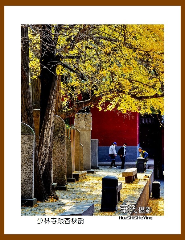 2020西西南北行（游走河南099）——少林寺银杏秋韵（郑州市登封）