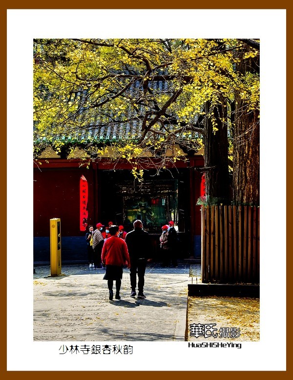 2020西西南北行（游走河南099）——少林寺银杏秋韵（郑州市登封）