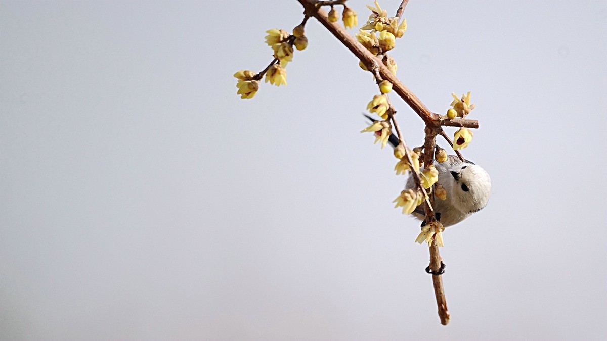 美能达折返头拍鸟儿
