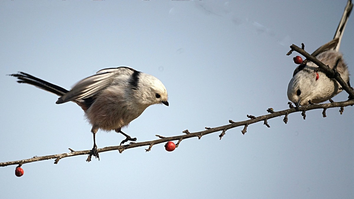美能达折返头拍鸟儿
