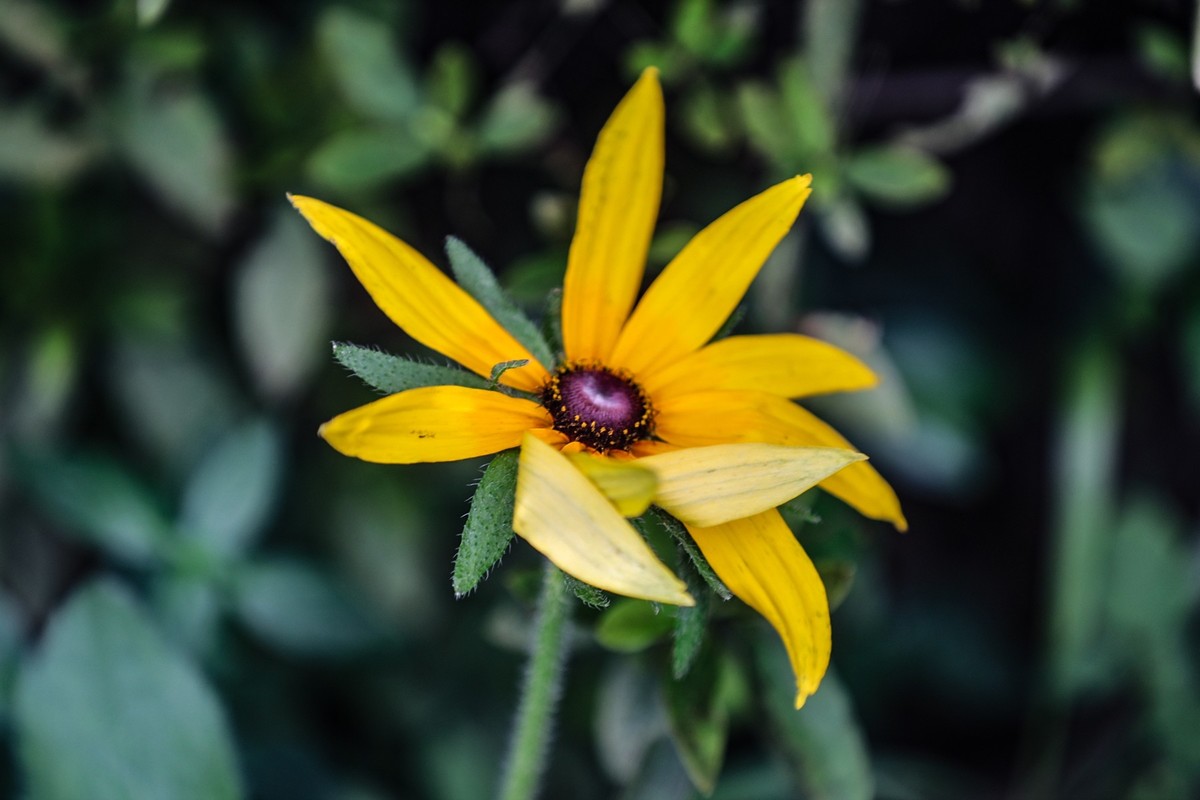 金光菊