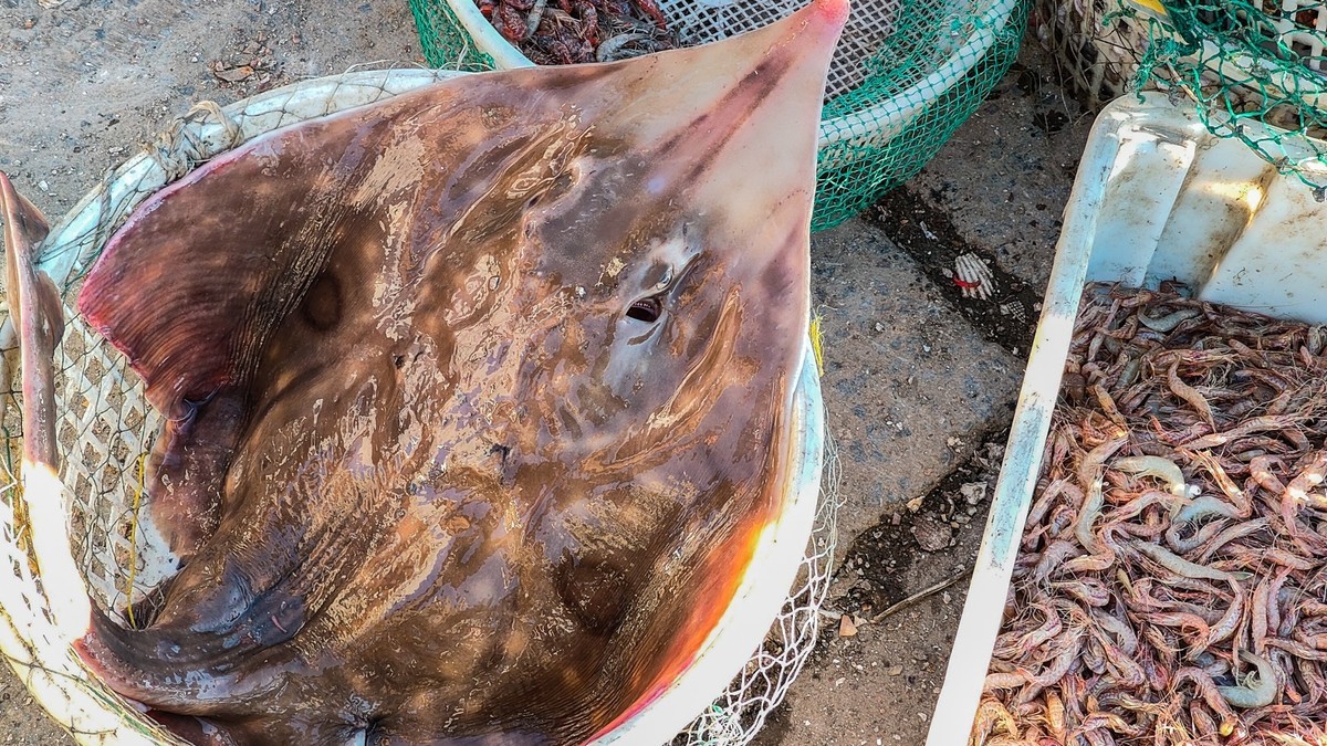 大 连 的 海 ------ 渔 人 码 头