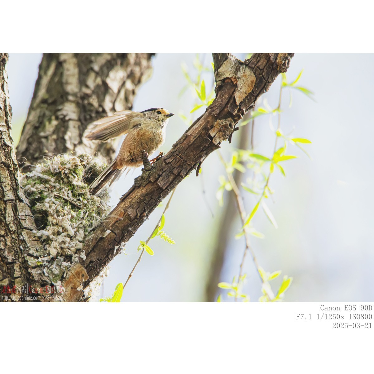 筑巢期的银喉长尾山雀