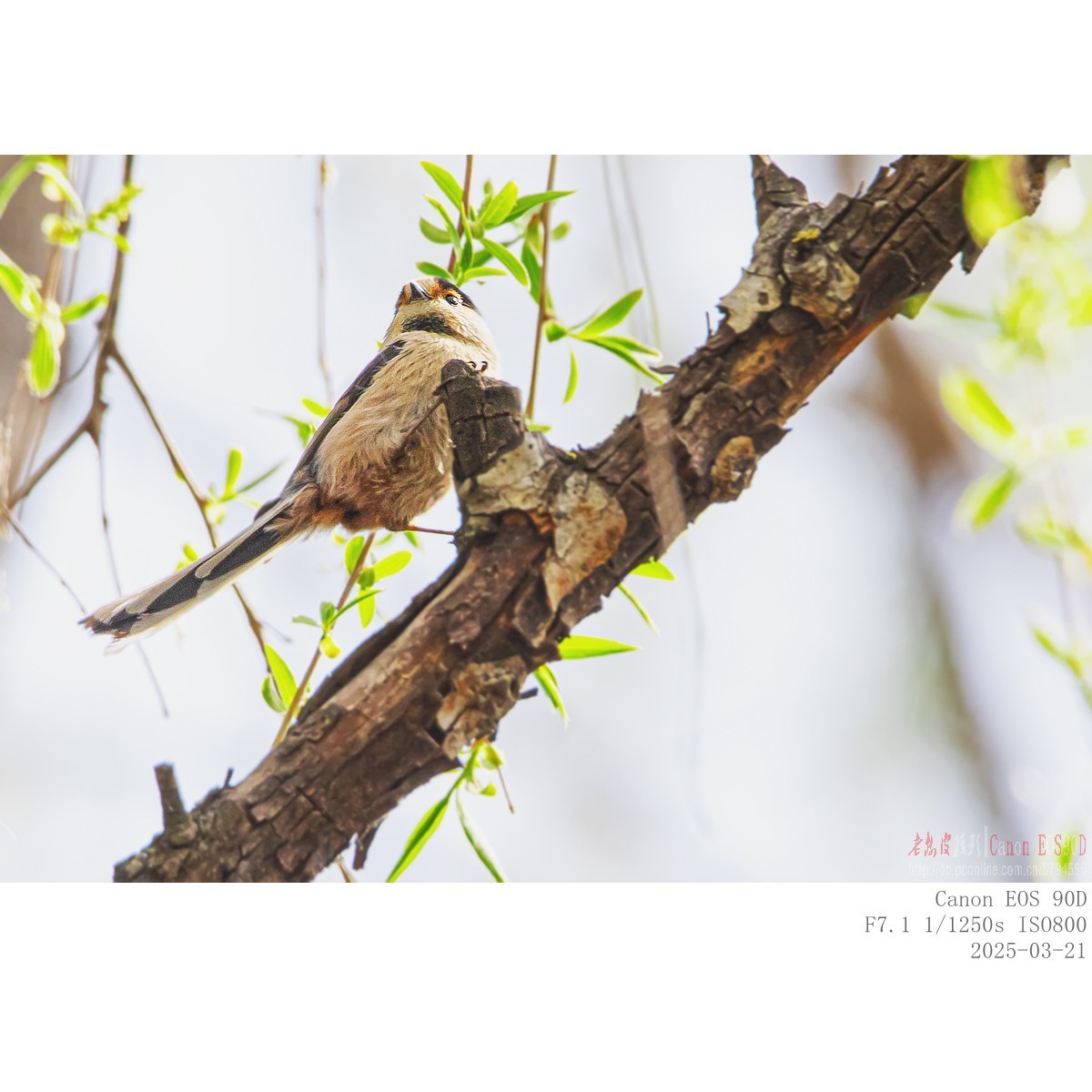 筑巢期的银喉长尾山雀