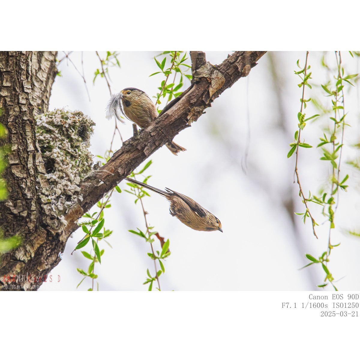 筑巢期的银喉长尾山雀