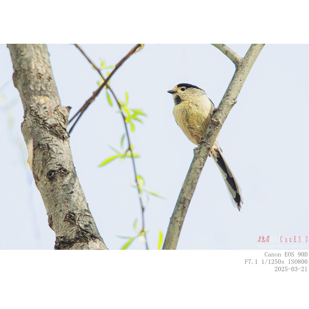 筑巢期的银喉长尾山雀