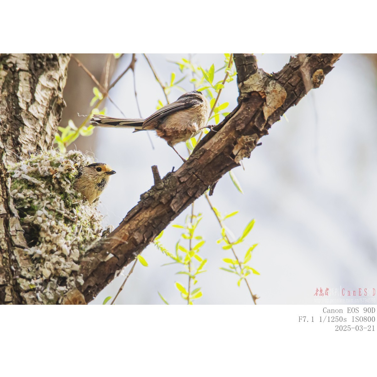 筑巢期的银喉长尾山雀
