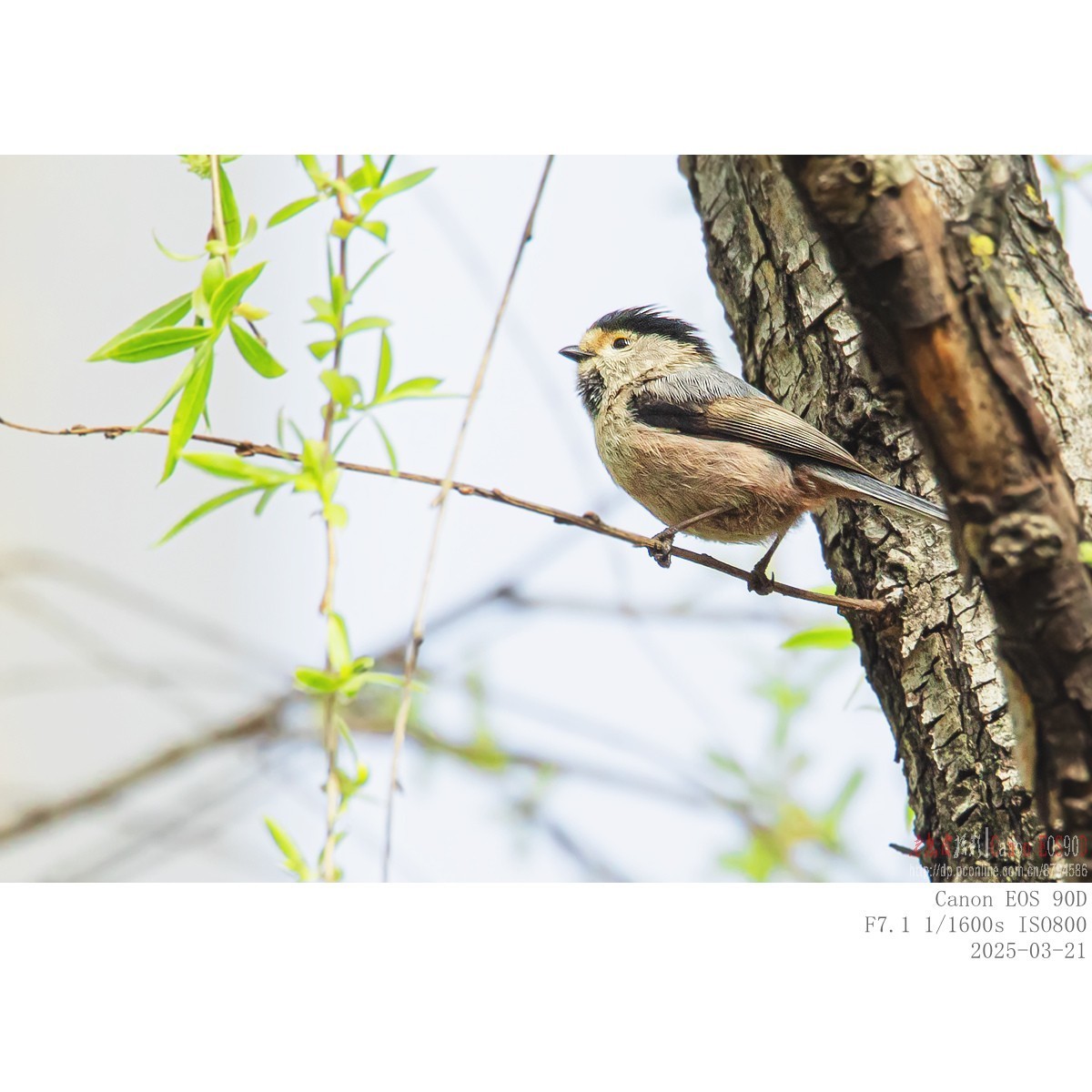 筑巢期的银喉长尾山雀
