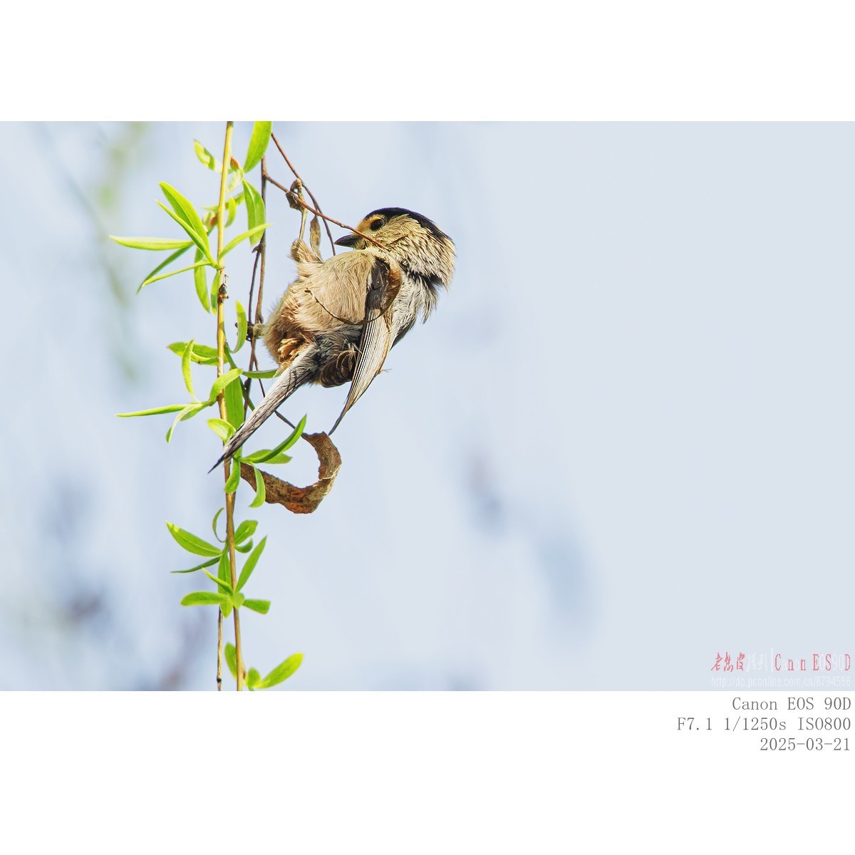 筑巢期的银喉长尾山雀