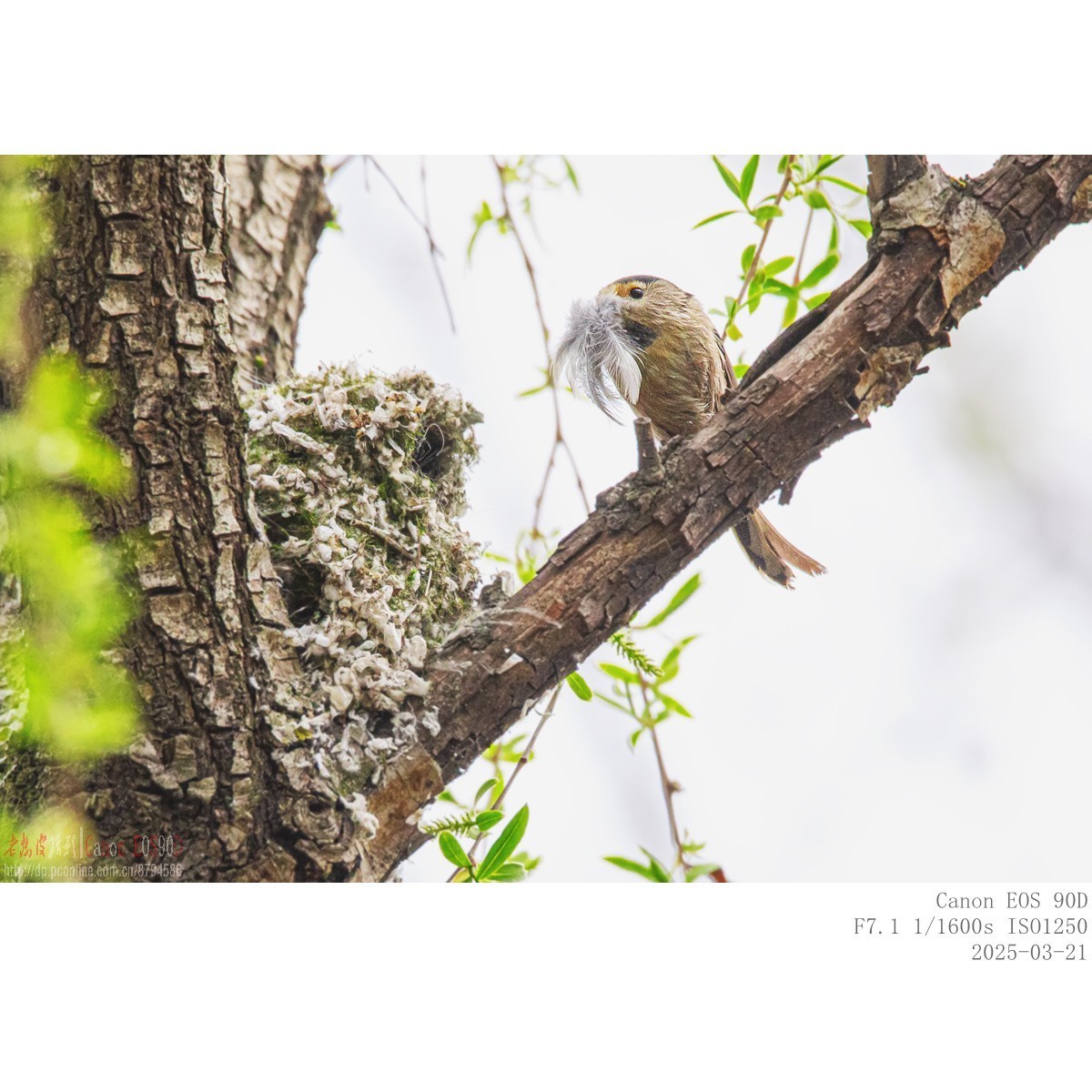 筑巢期的银喉长尾山雀