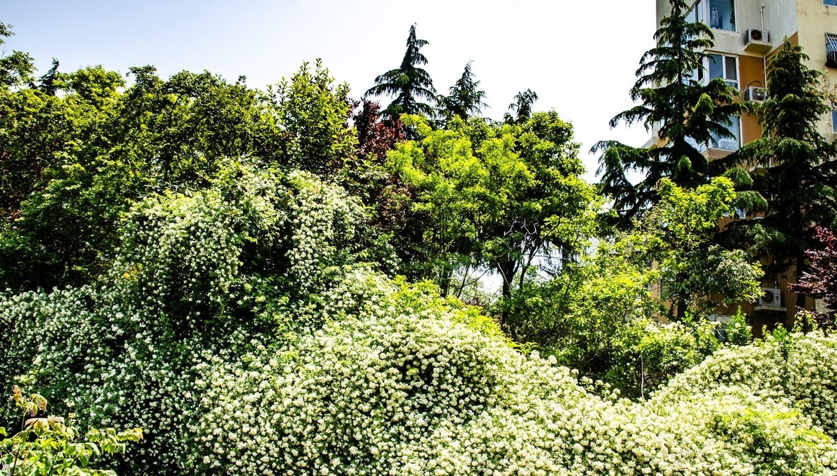 木香花开（二）