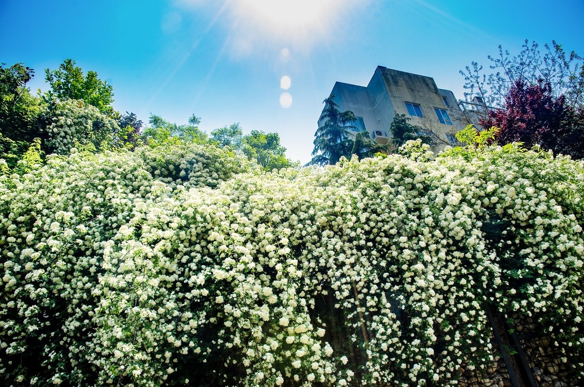 木香花开（二）