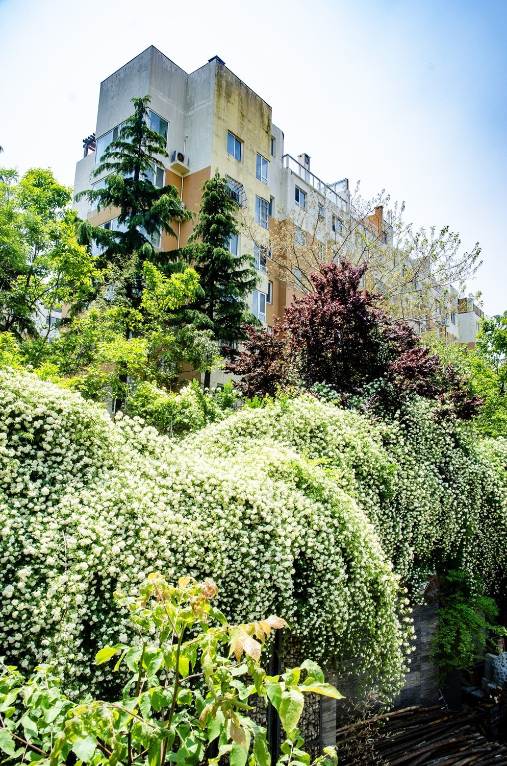 木香花开（二）