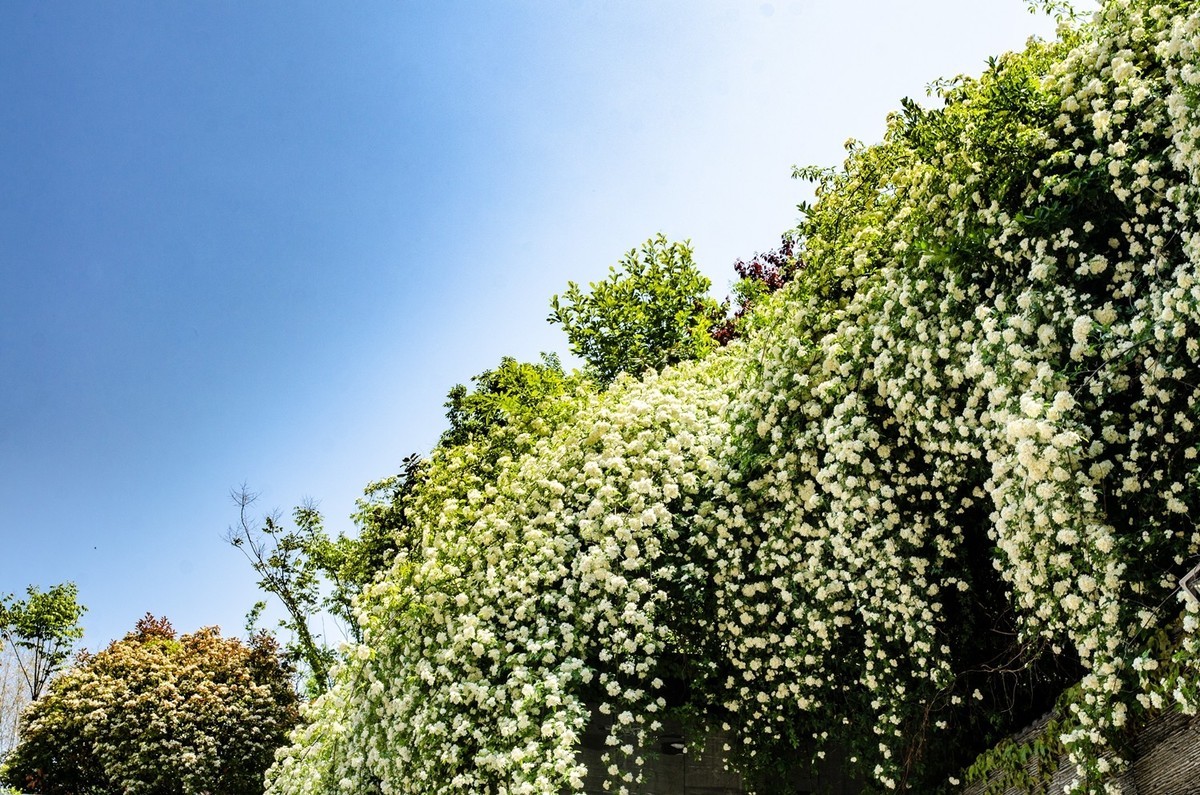 木香花开（二）