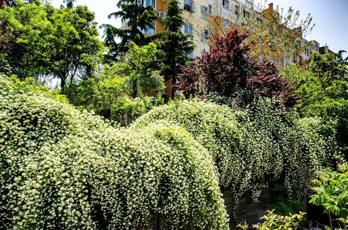 木香花开（二）