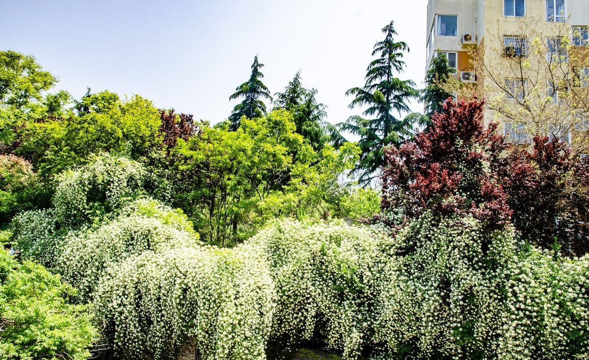 木香花开（二）