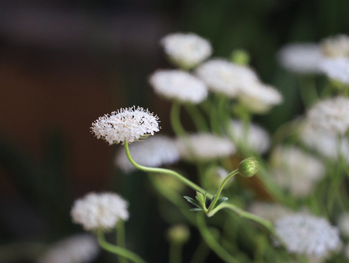 拐芹