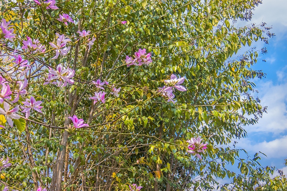 2025-06-06云南玉溪聂耳公园（一）