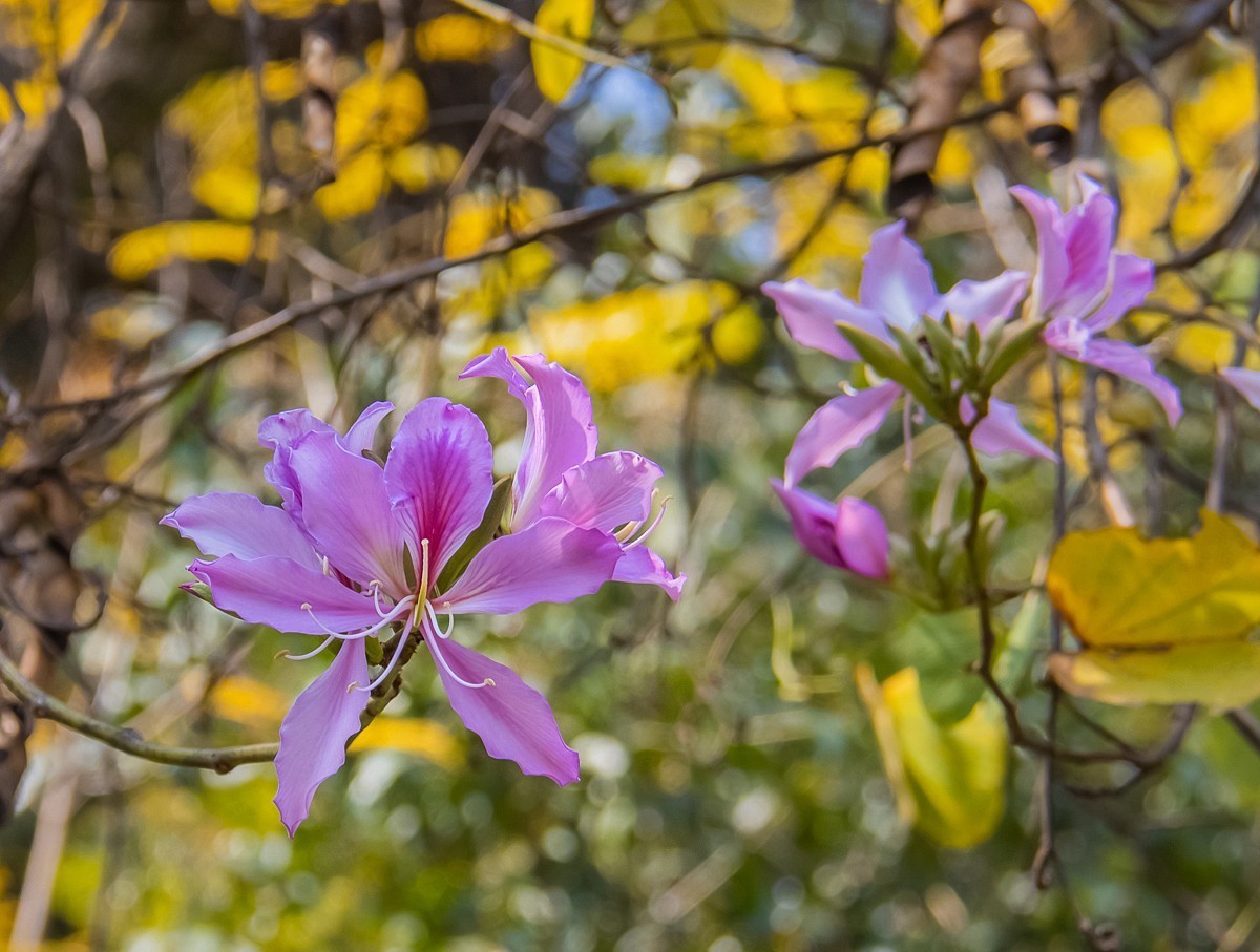 2025-06-06云南玉溪聂耳公园（一）