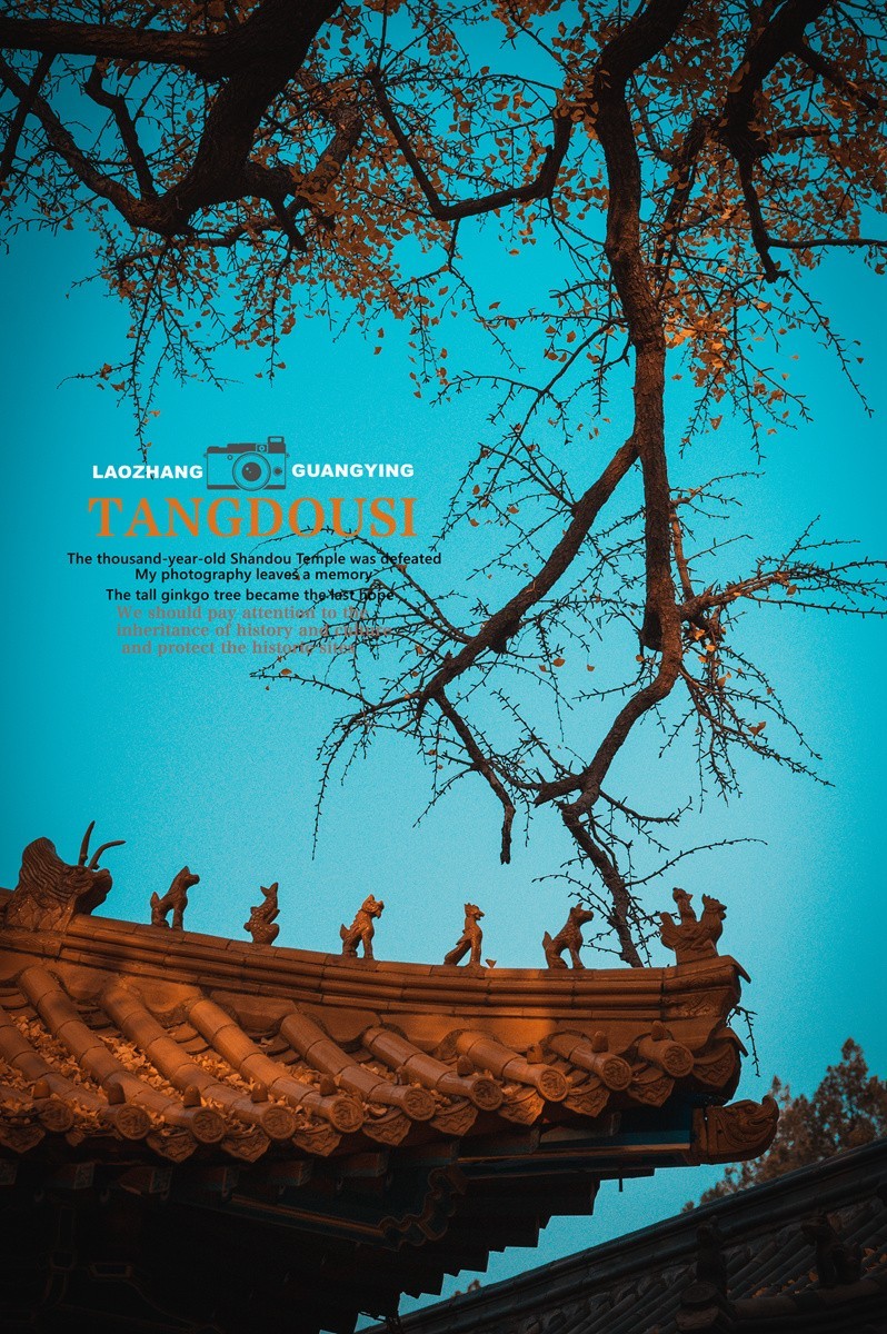 【老张光影】银杏飘零淌豆寺