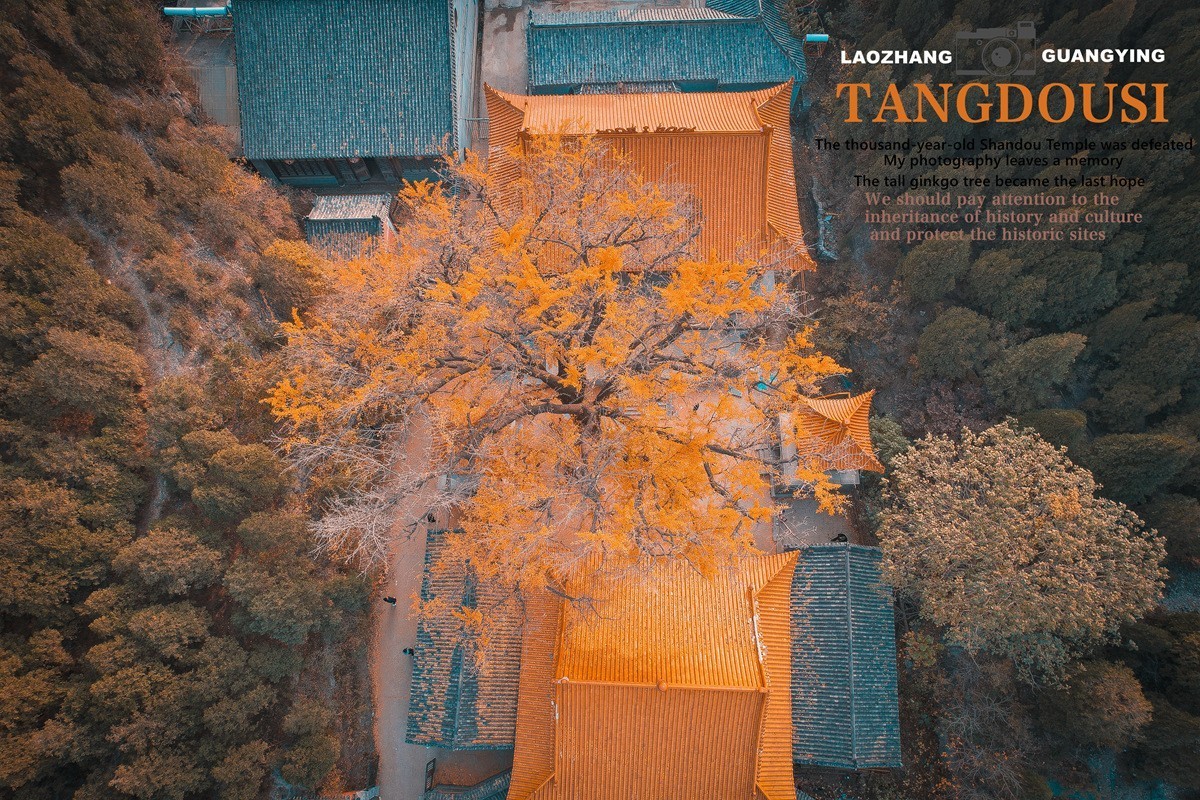 【老张光影】银杏飘零淌豆寺