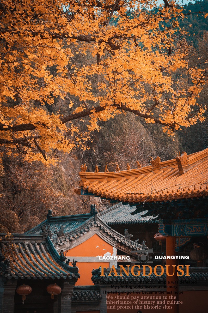 【老张光影】银杏飘零淌豆寺