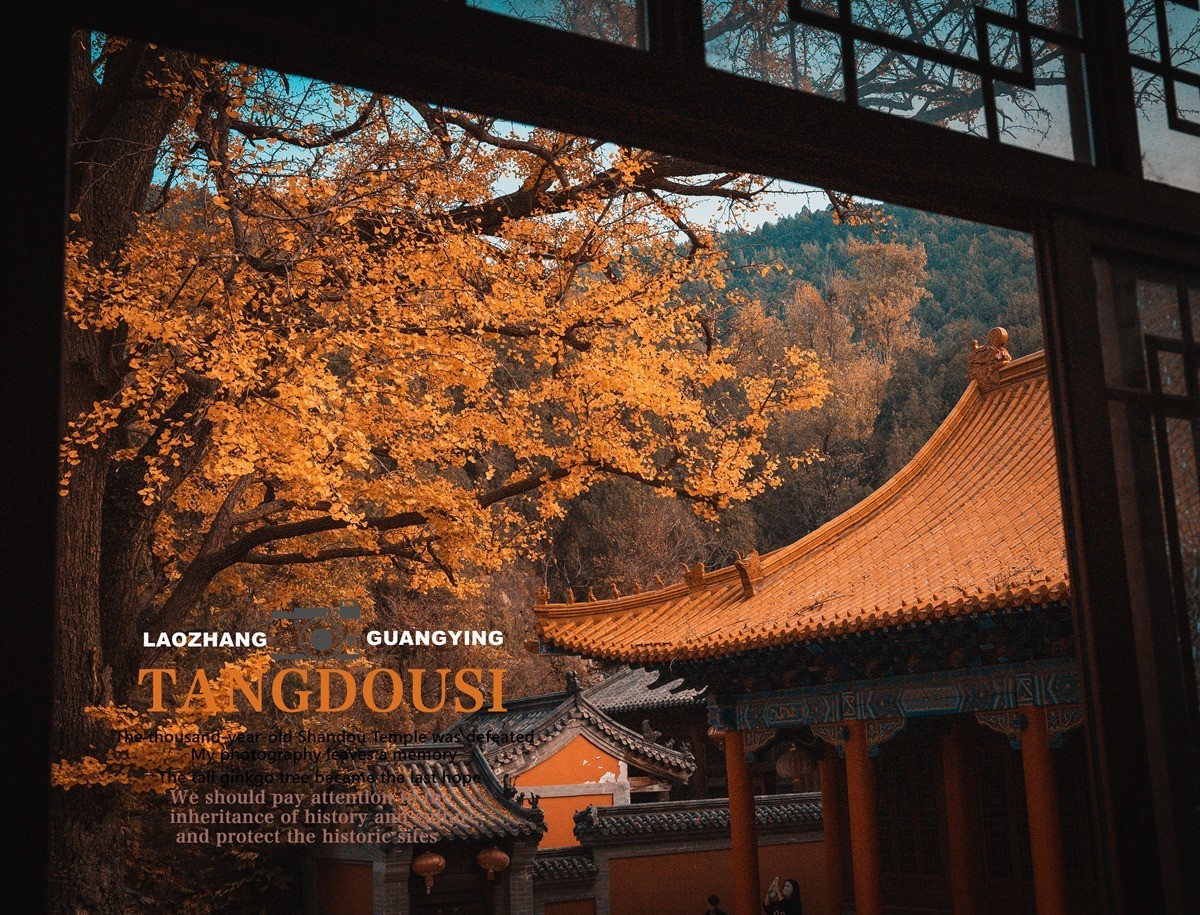 【老张光影】银杏飘零淌豆寺