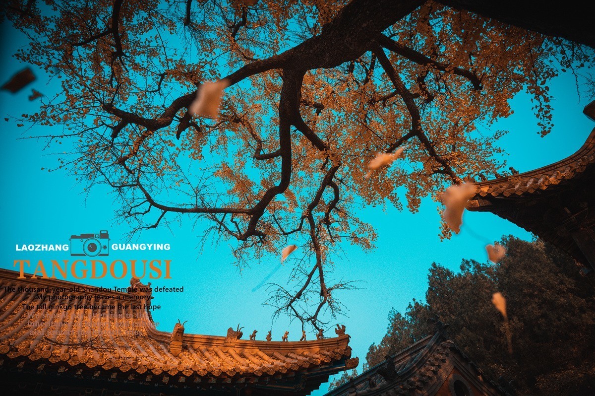 【老张光影】银杏飘零淌豆寺