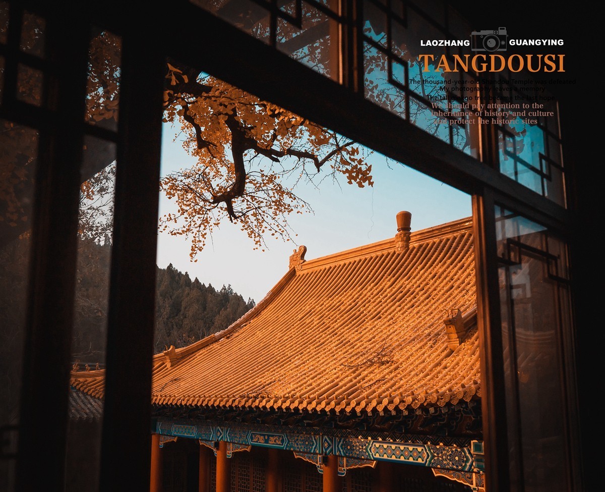 【老张光影】银杏飘零淌豆寺