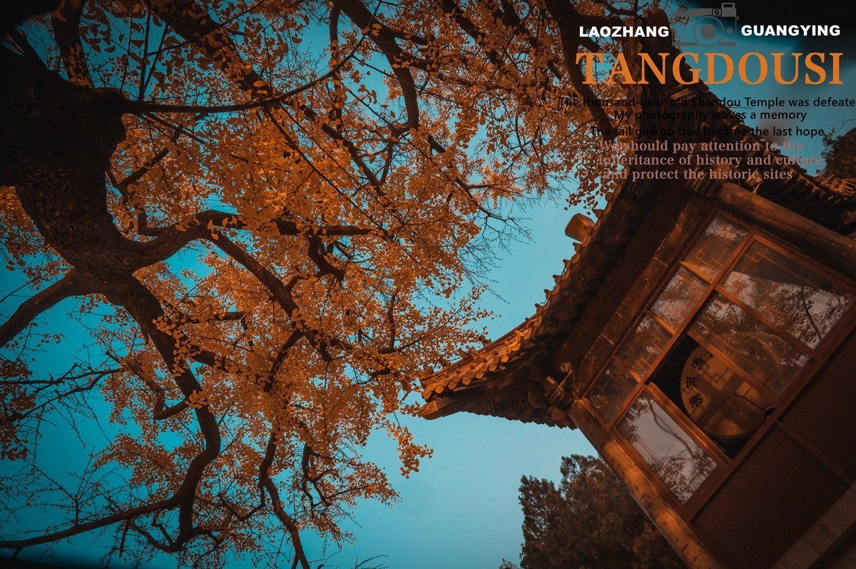 【老张光影】银杏飘零淌豆寺