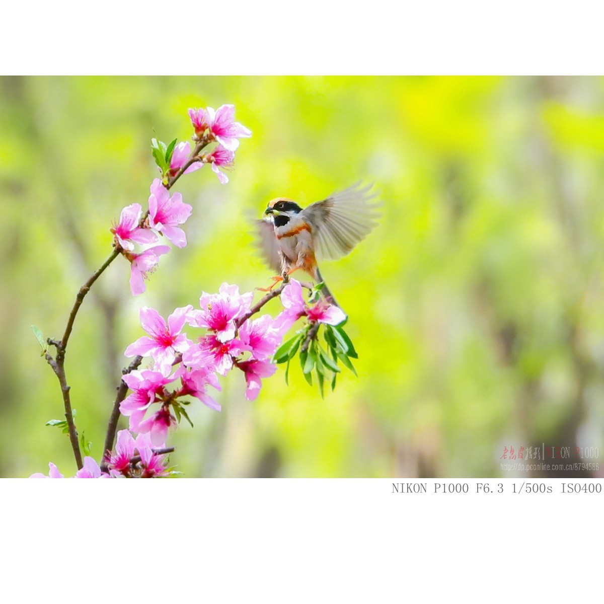 长焦机的高感，细节